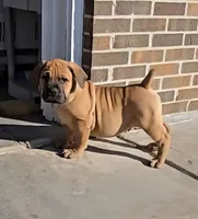 Male 2, a male Boerboel for sale in Glenwood, IA – Photo 1 of 2