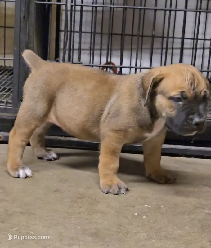 Red Female 2 – Boerboel puppy for sale in Glenwood, IA