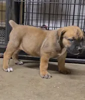 Red Female 2, a female Boerboel for sale in Glenwood, IA – 1 of 2