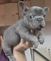 Lilac female, a female French Bulldog for sale in Glenwood, IA – Photo 2 of 5