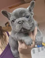 Lilac female, a female French Bulldog for sale in Glenwood, IA – Photo 1 of 5