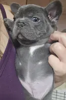 Lilac female, a female French Bulldog for sale in Glenwood, IA – Photo 3 of 5