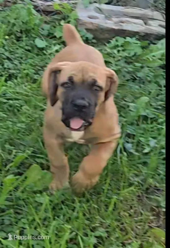 Red Female, a female Boerboel for sale in Glenwood, IA – 1 of 4