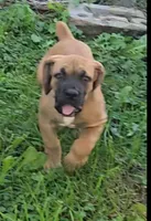 Red Female, a female Boerboel for sale in Glenwood, IA – 1 of 4