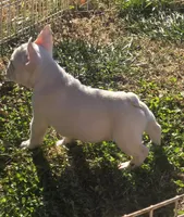 White male, a male French Bulldog for sale in Glenwood, IA – Photo 3 of 6