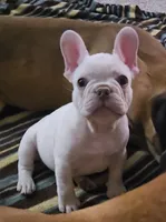 White male, a male French Bulldog for sale in Glenwood, IA – Photo 2 of 6