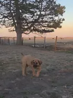 Female 2, a female Boerboel for sale in Glenwood, IA – Photo 2 of 3