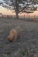 Female 2, a female Boerboel for sale in Glenwood, IA – Photo 3 of 3