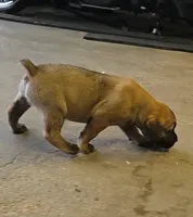 Dilute Fawn Male, a male Boerboel for sale in Glenwood, IA – 2 of 3