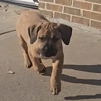 Female 2, a female Boerboel for sale in Glenwood, IA – Photo 3 of 3