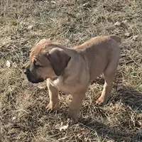 Female 2, a female Boerboel for sale in Glenwood, IA – Photo 1 of 3