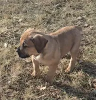 Female 2, a female Boerboel for sale in Glenwood, IA – Photo 1 of 3
