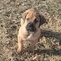 Female 2, a female Boerboel for sale in Glenwood, IA – Photo 2 of 3