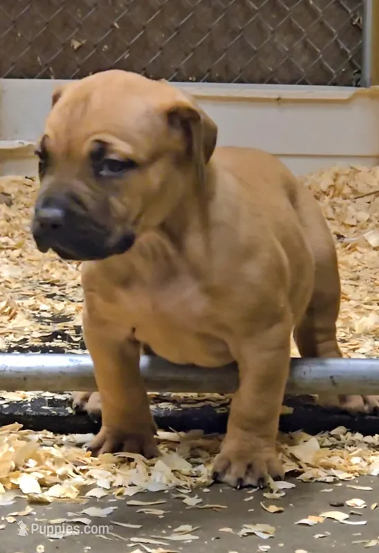 Red Female  – Boerboel puppy for sale in Glenwood, IA