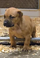 Red Female , a female Boerboel for sale in Glenwood, IA – 1 of 2