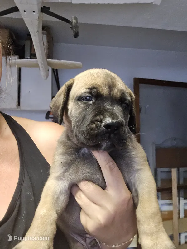 Dilute Fawn Male – Boerboel puppy for sale in Glenwood, IA