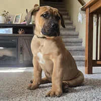 Female 1, a female Boerboel for sale in Glenwood, IA – Photo 2 of 3
