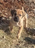 Female 1, a female Boerboel for sale in Glenwood, IA – Photo 1 of 4