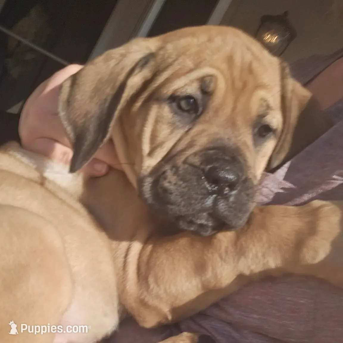 Female 1, a female Boerboel for sale in Glenwood, IA – Photo 4 of 4