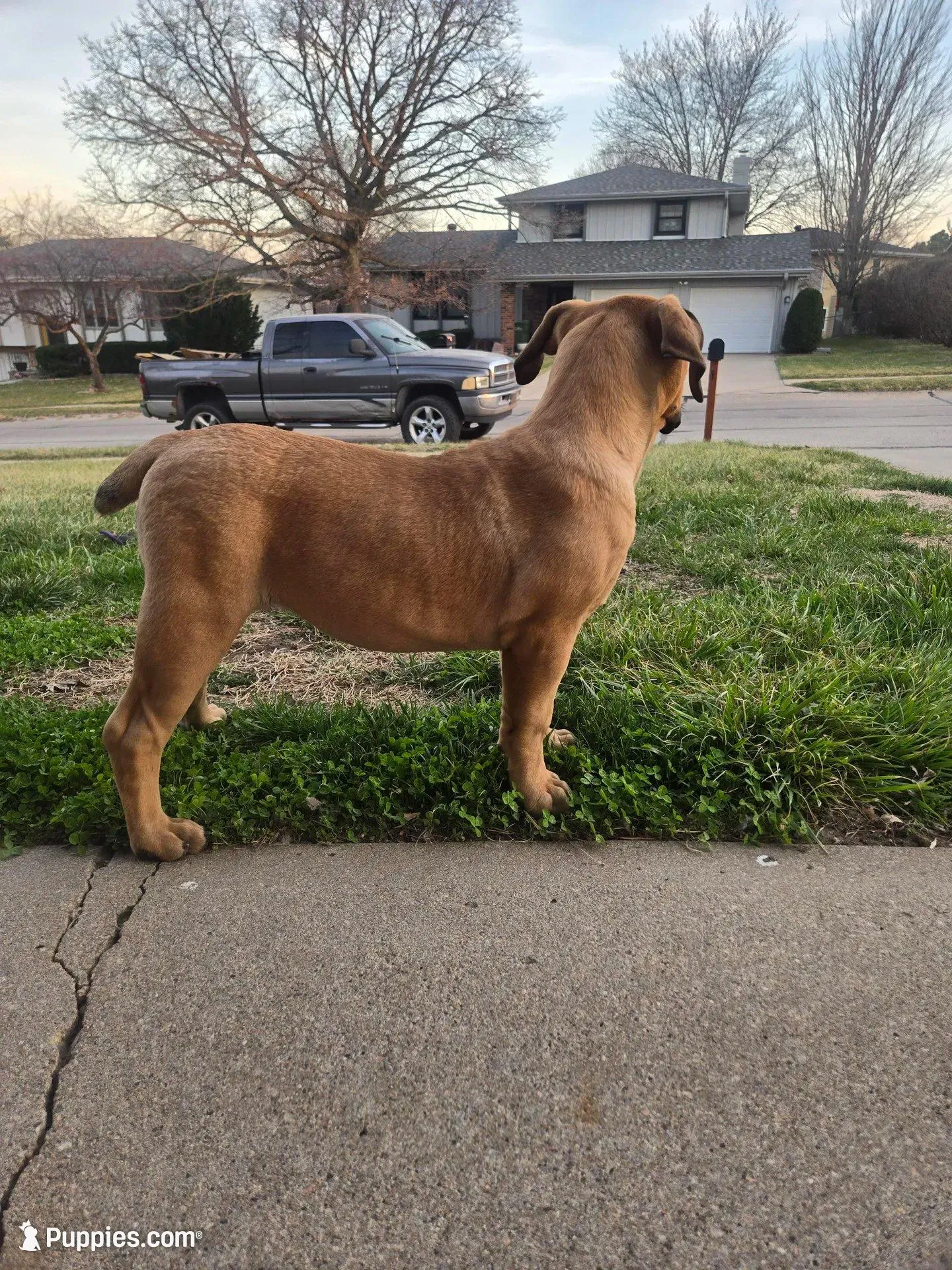 Female 1 – Boerboel puppy for sale in Glenwood, IA