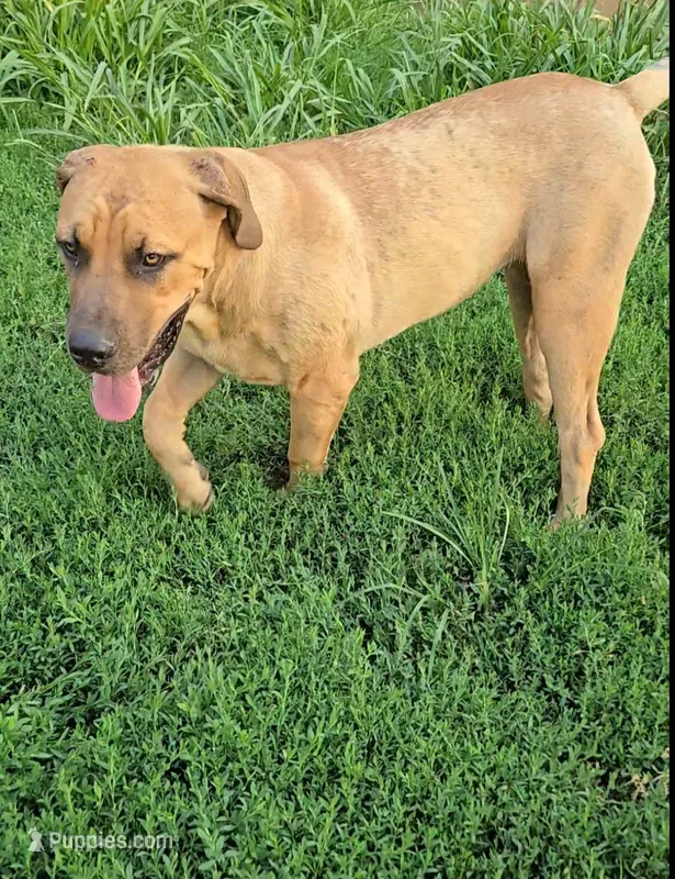 Female 1 – Boerboel puppy for sale in Glenwood, IA