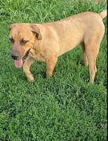 Female 1, a female Boerboel for sale in Glenwood, IA – 1 of 2