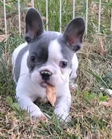 Pied Male, a male French Bulldog for sale in Glenwood, IA – Photo 1 of 6