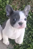 Pied Male, a male French Bulldog for sale in Glenwood, IA – Photo 2 of 6