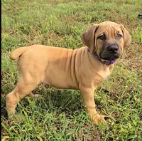 Fawn Female , a female Boerboel for sale in Glenwood, IA – 3 of 5