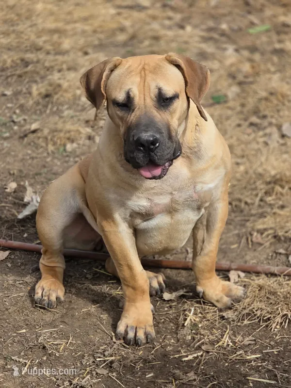 Queenie – Boerboel puppy for sale in Glenwood, IA