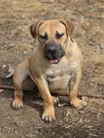 Queenie, a female Boerboel for sale in Glenwood, IA – 1 of 3