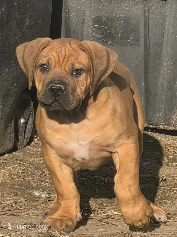 Male 1 – Boerboel puppy for sale in Glenwood, IA