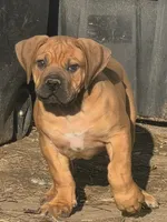 Male 1, a male Boerboel for sale in Glenwood, IA – 1 of 7