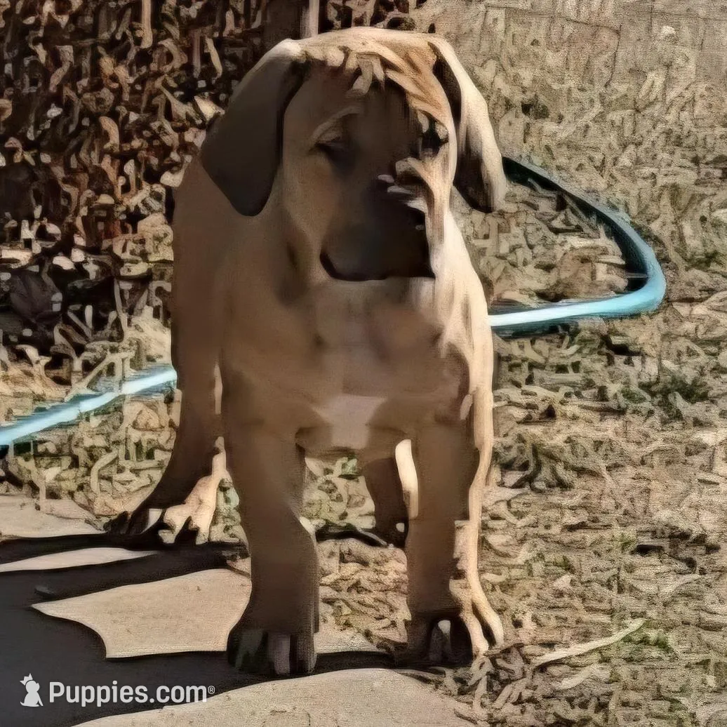 Male 1, a male Boerboel for sale in Glenwood, IA – Photo 2 of 4