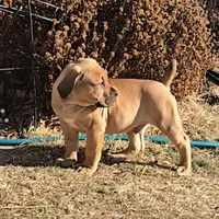 Male 1, a male Boerboel for sale in Glenwood, IA – Photo 3 of 4