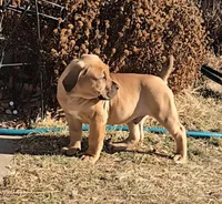Male 1, a male Boerboel for sale in Glenwood, IA – Photo 3 of 4