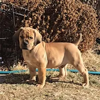 Male 1, a male Boerboel for sale in Glenwood, IA – Photo 1 of 4