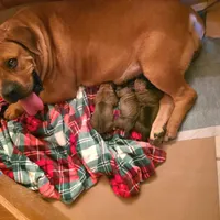Female 1, a female Boerboel for sale in Glenwood, IA – Photo 2 of 6