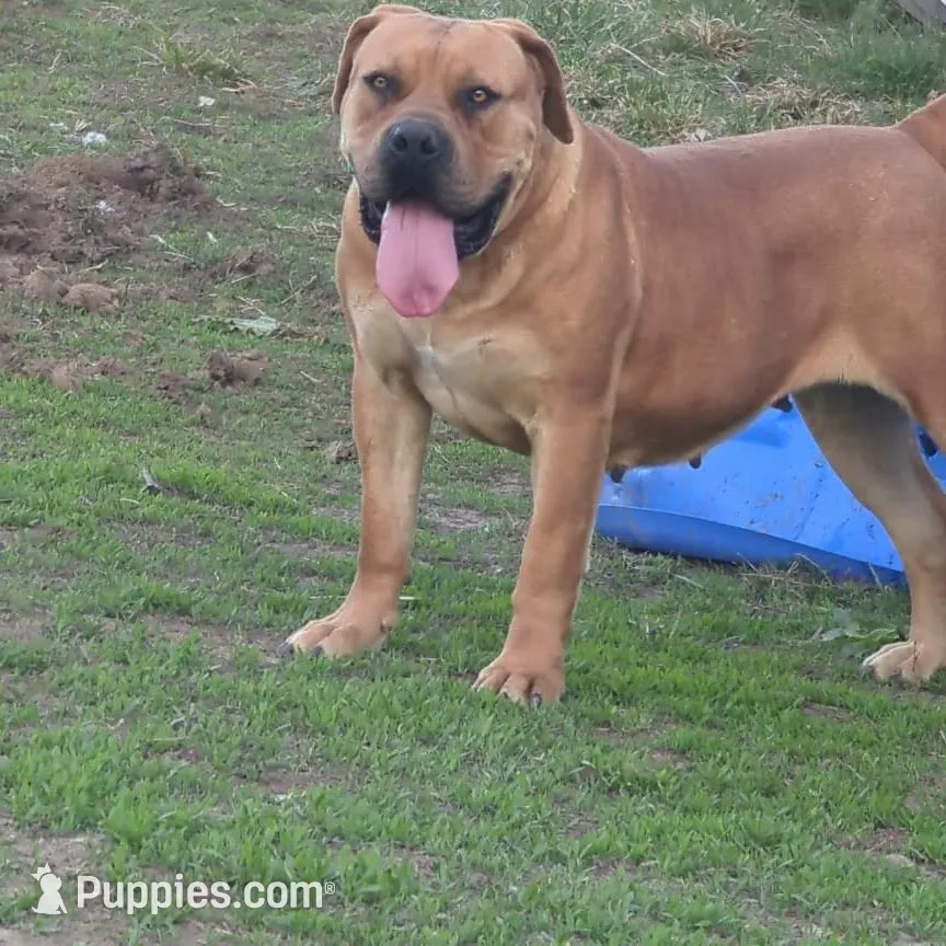 Female 1, a female Boerboel for sale in Glenwood, IA – Photo 3 of 5