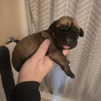 Female 1, a female Boerboel for sale in Glenwood, IA – Photo 1 of 6