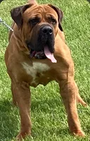 Female 1, a female Boerboel for sale in Glenwood, IA – Photo 5 of 5