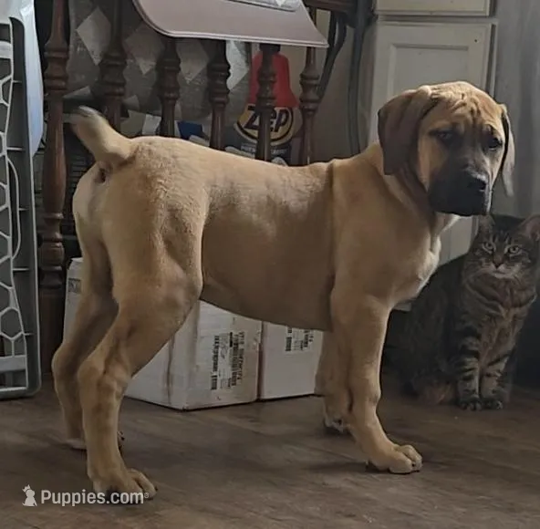 Male 1 – Boerboel puppy for sale in Glenwood, IA