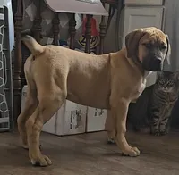 Male 1, a male Boerboel for sale in Glenwood, IA – 1 of 1