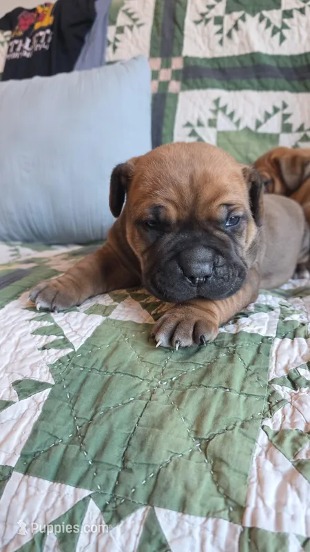 Male 1 – Boerboel puppy for sale in Glenwood, IA