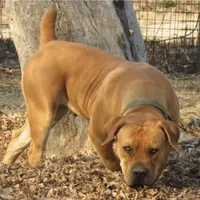 Male 1, a male Boerboel for sale in Glenwood, IA – Photo 2 of 4