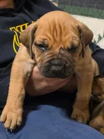 Male 1, a male Boerboel for sale in Glenwood, IA – Photo 1 of 4