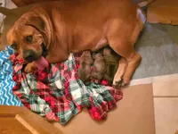 Male 1, a male Boerboel for sale in Glenwood, IA – Photo 1 of 4