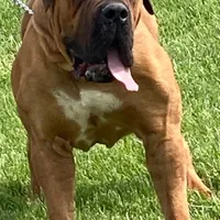 Male 1, a male Boerboel for sale in Glenwood, IA – Photo 4 of 4