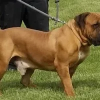 Male 1, a male Boerboel for sale in Glenwood, IA – Photo 3 of 4