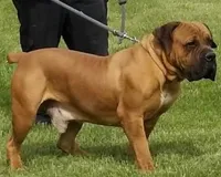 Male 1, a male Boerboel for sale in Glenwood, IA – Photo 3 of 4